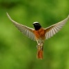 Rehek zahradni - Phoenicurus phoenicurus - Common Redstart s7605